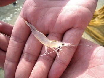 A beautiful creation of God- transparent little shrimp.