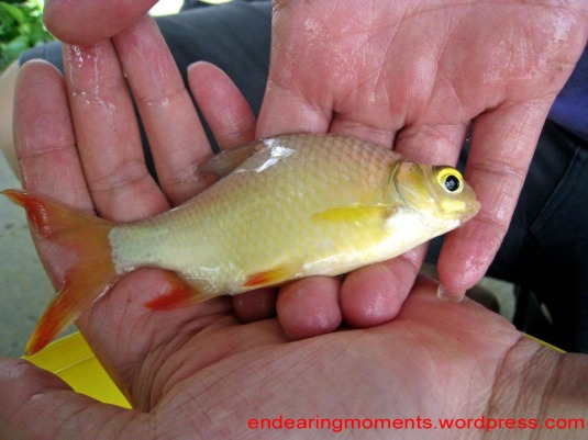 The silvery or golden yellow body, with its fin orange or blood-red in color...definitely,a sight to behold...