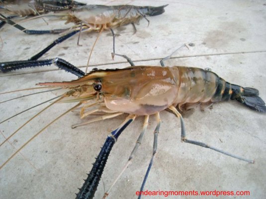 Giant  River Prawn,some call it River Lobster